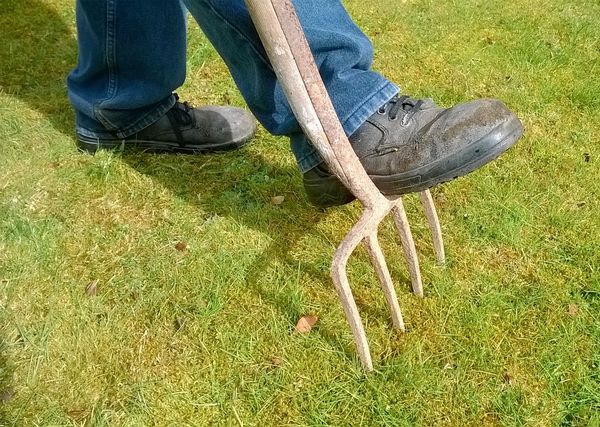 芝生の移植方法