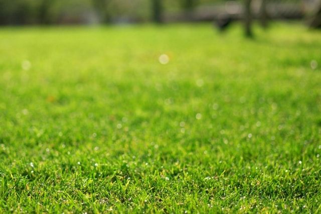芝生の植え付け前後の除草剤