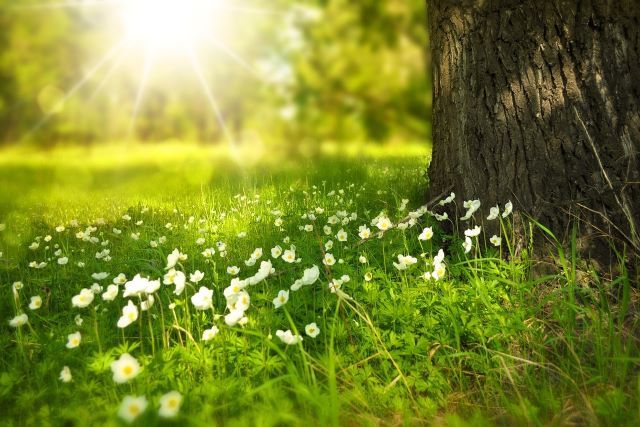 ヒメクグは除草剤の耐性がついていることも