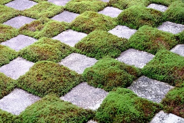 広い範囲を張り替える場合の芝生の張り方3つ