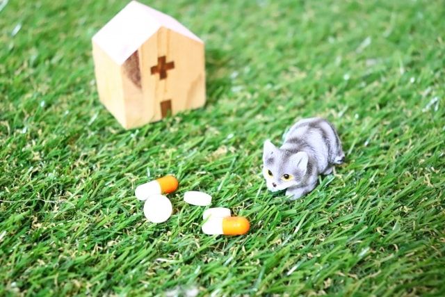 芝生を水はけが悪いまま張るとどうなる？