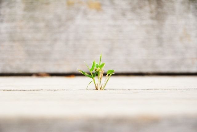アリの侵入は予防することができる