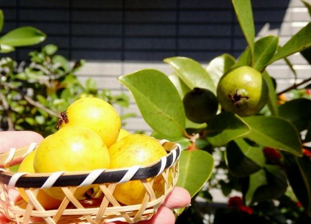 グァバの栽培方法④実を収穫する