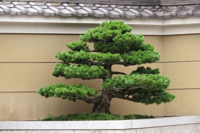 松の剪定方法は時期によって違う