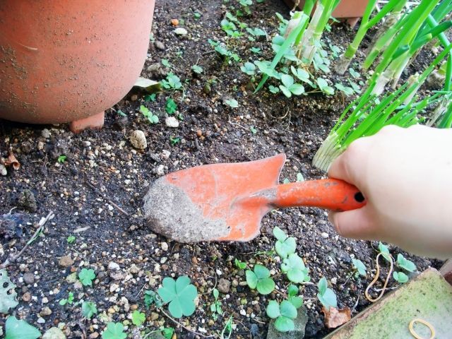 ニワウメは株分けで増やせる