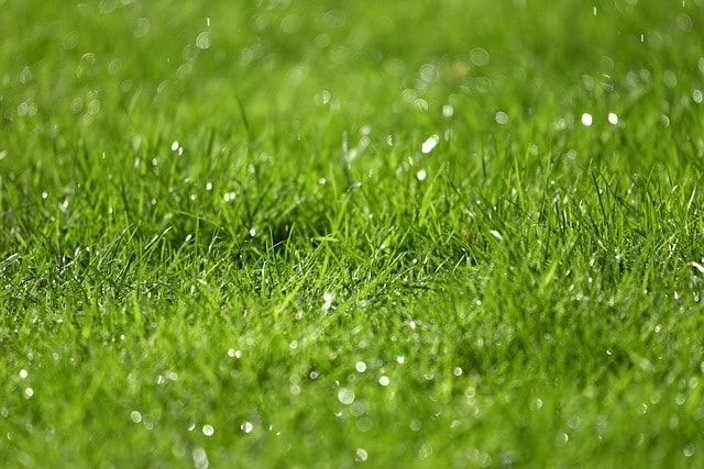 高麗芝をお庭で育てよう②水やり