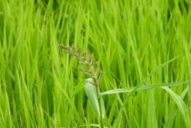 ノビエはイネにそっくりな雑草！見分けるポイントや駆除の方法とは？