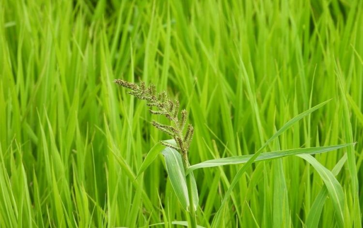 ノビエはイネにそっくりな雑草!見分けるポイントや駆除の方法とは?