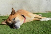 人工芝は犬の運動に最適！ワンちゃんのために庭に芝生を張ろう！