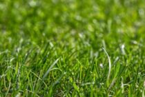 芝生にマダニや害虫が発生する原因と対策法！日ごろのお手入れも大切