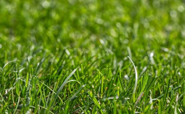 芝生にマダニや害虫が発生する原因と対策法!日ごろのお手入れも大切