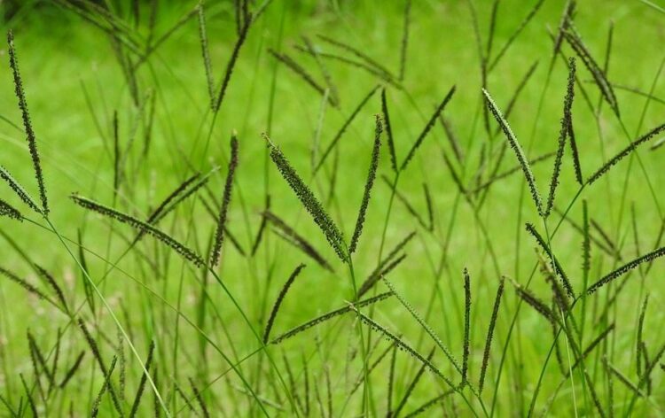 オヒシバの駆除は除草剤が効果的!予防や対策をして庭を守りましょう