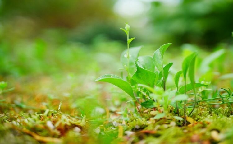 芝生用の土壌には改良剤が最適!水はけ通気性のよい土を手に入れよう