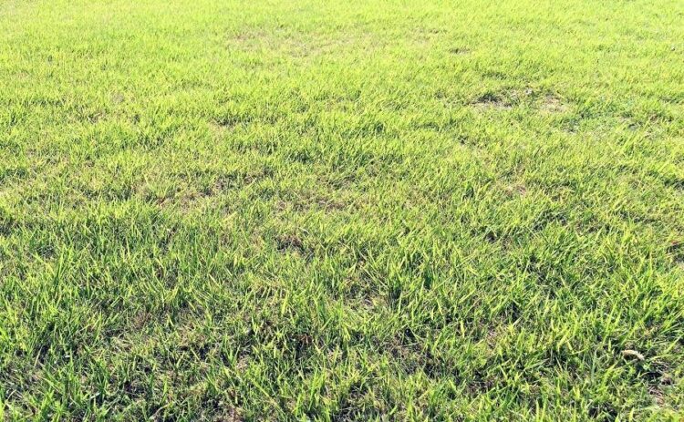 寒さに強いケンタッキーブルーグラスの育て方と夏季の手入れを紹介！