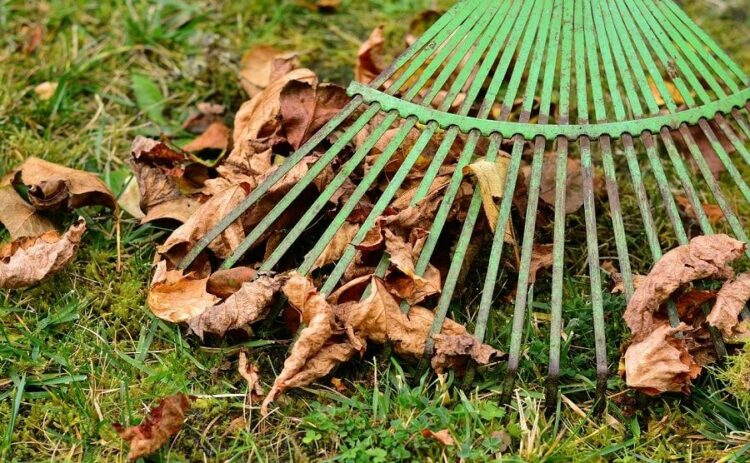 芝生の秋の手入れを種類ごとに分けて紹介。今からでも芝を張れる!