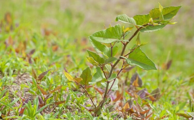 イタドリの駆除は一筋縄ではいかない!除草剤を使うときのコツを紹介