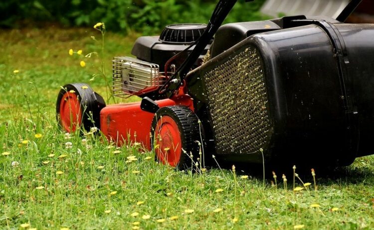 芝生の密度は芝刈りで濃くできる!メカニズムと正しい方法について