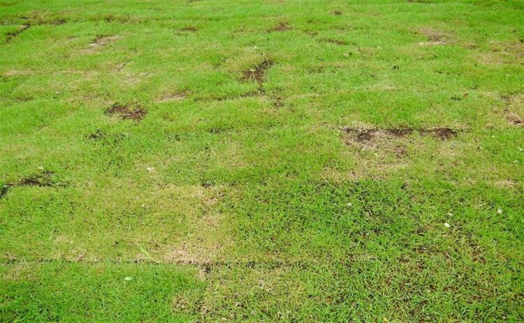 芝生張りのDIYで失敗してしまうことも!正しい張り方を学ぼう!