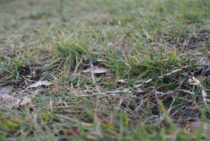 芝生が根腐れを起こす原因は水はけの悪さ。水はけの改善方法を紹介
