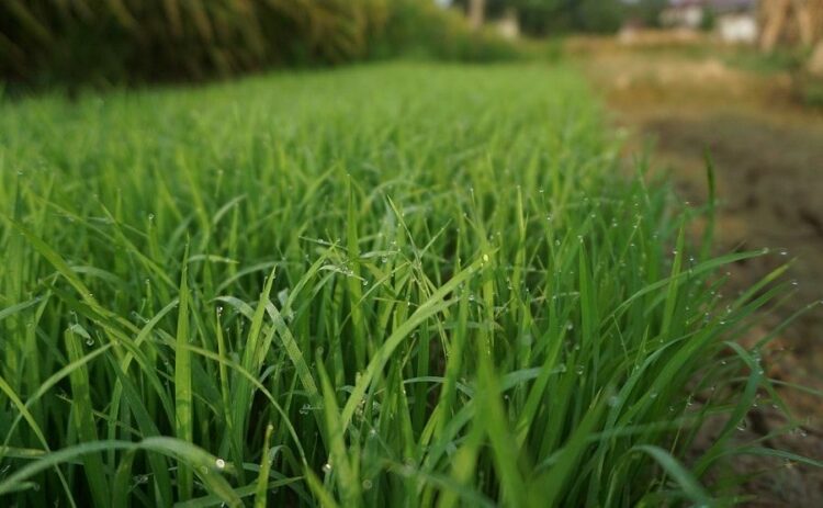 芝生の肥料は撒き方と選び方が重要!芝生を元気にする肥料の基礎知識
