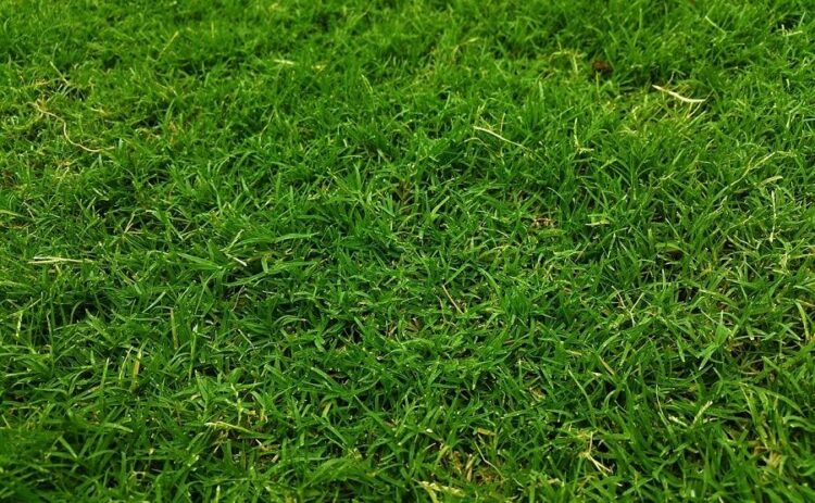芝生の草取りから解放される方法!雑草が生えてこなくなる除草剤とは
