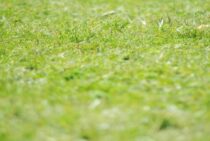 野芝を種から育てたい！種まきの方法とお手入れのポイントを解説！