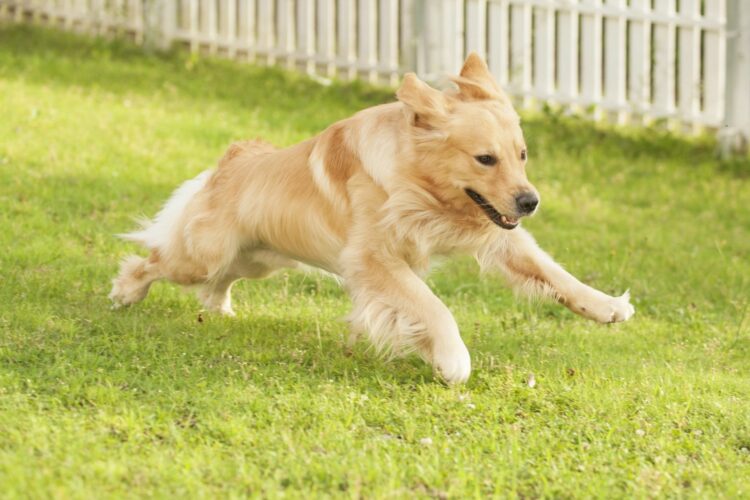 ドッグランに芝生を敷きたい!管理が大変なら人工芝という手段も