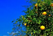 柚子の剪定をしたい方は必見！剪定の基礎知識をココでマスター！