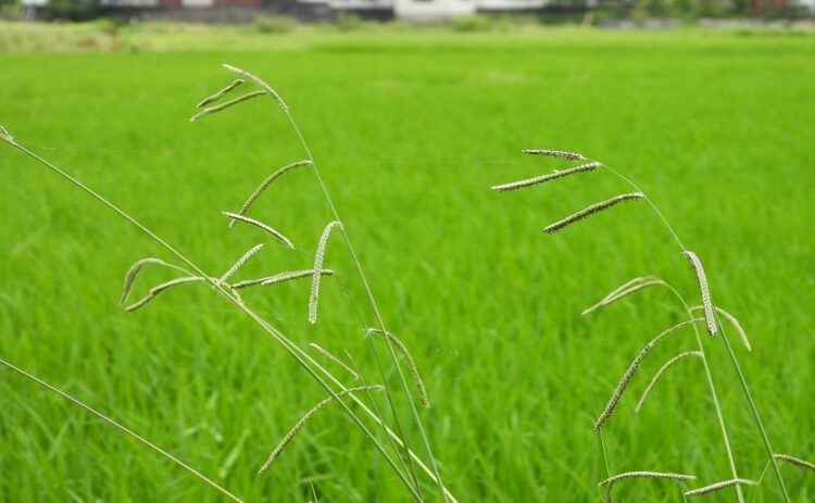スズメノヒエの駆除方法をご紹介!大きくなる前に除草しよう!
