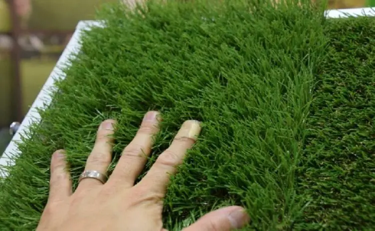 芝生1m2の単価はいくら?種類ごとの違いと業者に頼んだ場合の費用
