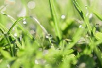 芝生と雑草の見分け方には何がある？特徴を知って雑草を駆除しよう