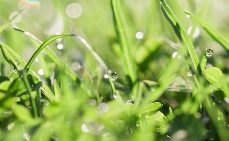 芝生と雑草の見分け方には何がある?特徴を知って雑草を駆除しよう