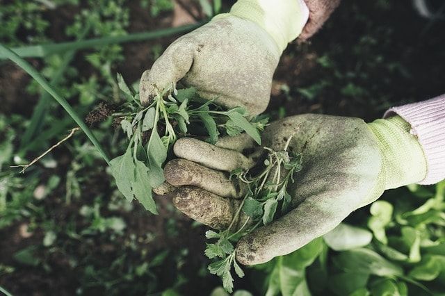 畑の雑草の処理方法！効果的で安全な駆除方法と雑草の活用術をご紹介