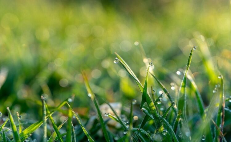 芝生の種類で手入れが楽なものを選ぶポイントを紹介! 人工芝もアリ!