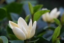 カラタネオガタマは庭木や生垣にぴったり！育て方をご紹介します！