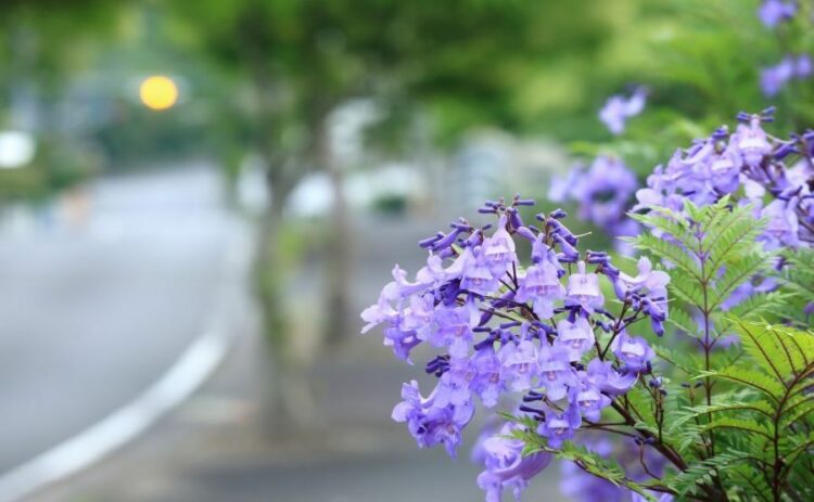 ジャカランダの育て方は防寒と剪定がポイント!花を咲かせるコツとは