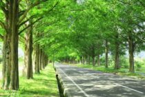 メタセコイアの剪定の適切な方法！最適な時期や育て方のコツも解説