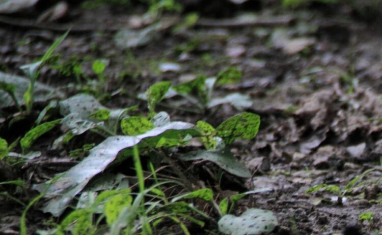 安全に雑草を枯らす5つの方法!除草剤のかわりになる身近なものとは