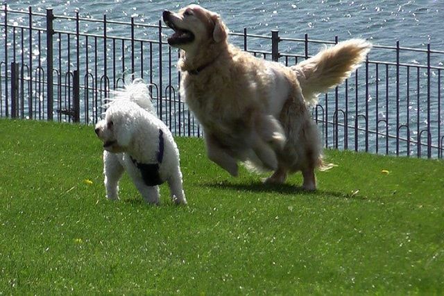人工芝は犬の運動に最適！ワンちゃんのために庭に芝生を張ろう！