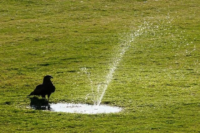芝生が根腐れを起こす原因は水はけの悪さ。水はけの改善方法を紹介
