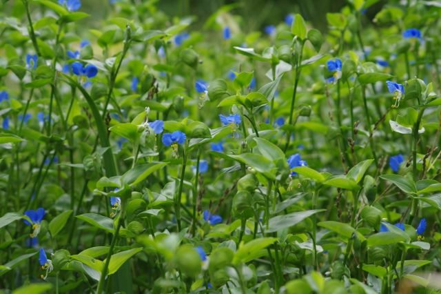 地下に花が咲く!?ツユクサに除草剤が効きにくい原因とは