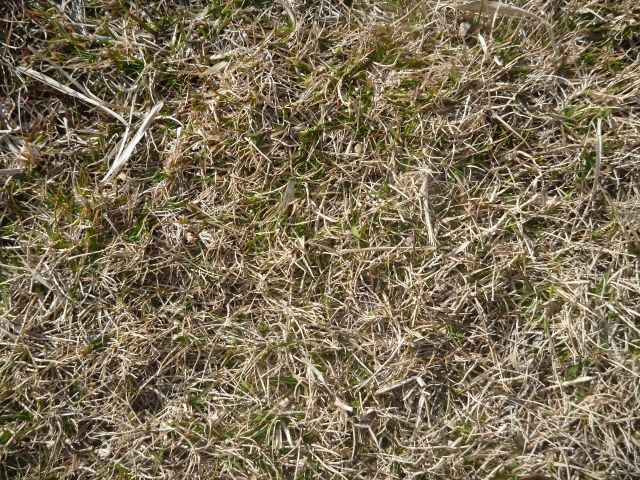 芝生の手入れ（冬）①暖地型芝の場合