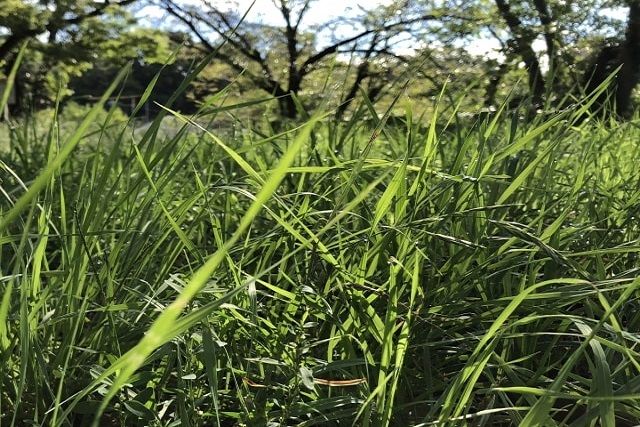 草むしりを業者に依頼する価格相場は？費用を抑える方法もご紹介