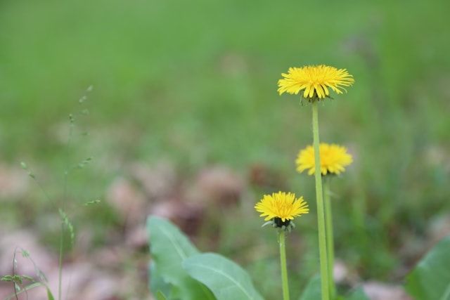 芝生と雑草の見分け方には何がある？特徴を知って雑草を駆除しよう