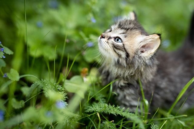 人工芝には猫除けとしての効果もある！その効果について詳しく解説