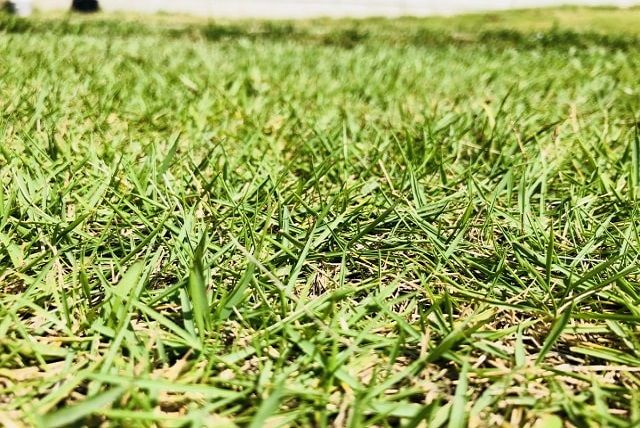 芝生用の土壌には改良剤が最適！水はけ通気性のよい土を手に入れよう