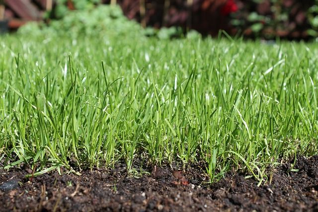 最も一般的な芝生のでこぼこ補修方法は【目土】