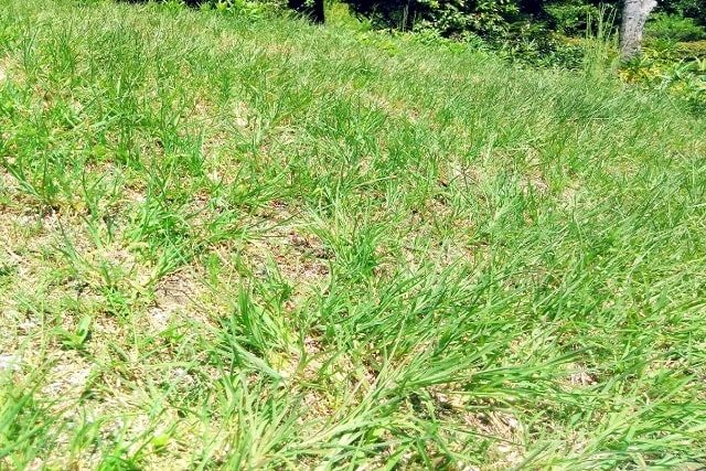 芝刈りの長さは芝生の種類で変わる！正しい刈り方で芝生を健康に！