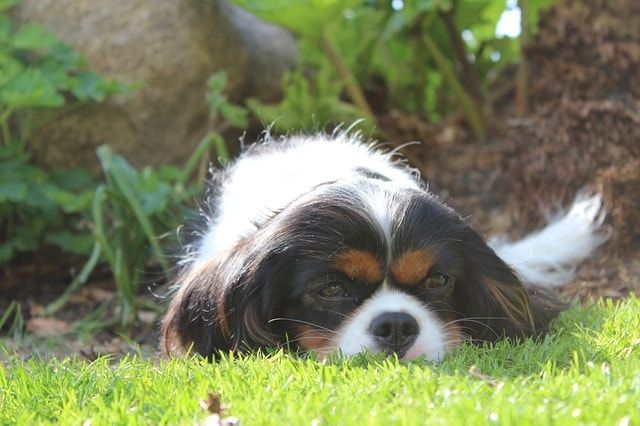 人工芝は犬の運動に最適！ワンちゃんのために庭に芝生を張ろう！