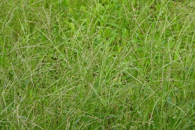 芝生と雑草の見分け方には何がある？特徴を知って雑草を駆除しよう